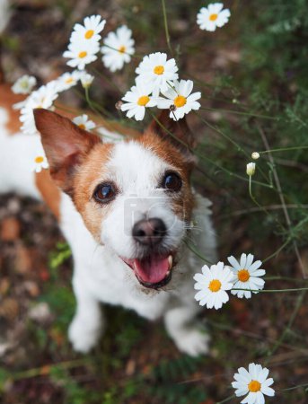 Gros plan d'un Jack Russell Terrier souriant au milieu d'un champ de marguerites blanches. Ce charmant portrait capture l'esprit joyeux du chien
