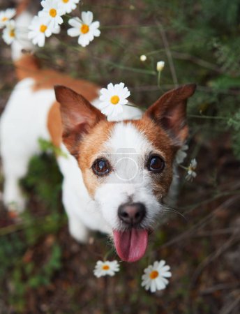 A close-up of a Jack Russell Terrier, smiling amid a field of white daisies. This charming portrait captures the joyous spirit of the dog