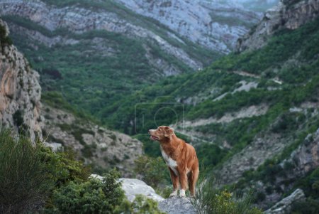 A Nova Scotia Duck Tolling Retriever dog stands majestically on a rocky ridge, surrounded by the lush greenery of a deep mountain valley