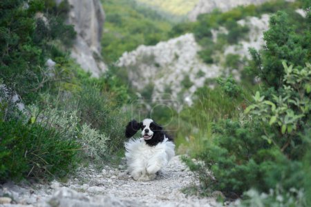 Cocker Spaniel dog lounges on a rocky hiking trail. Its distinct black and white coat contrasts with the muted greens of the landscape