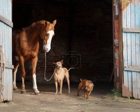 In the stable doorway, a horse stands beside a Thai Ridgeback and a Staffordshire Bull Terrier dogs. The rustic barn setting highlights the trio relaxed farm life camaraderie