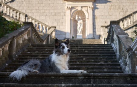 A Border Collie dog rests gracefully on the steps of a grand stone staircase leading to an ornate archway, framed by classical architecture and statues