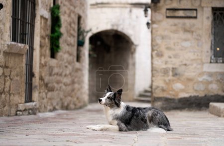 A Border Collie rests on a cobblestone street in an old European town. With attentive eyes and a calm demeanor, this dog adds a serene presence to the quaint, historic setting