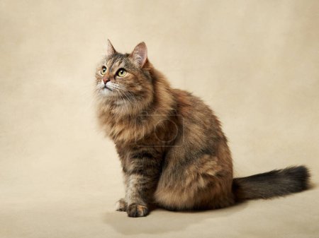 A majestic fluffy tabby cat sits gracefully, gazing upwards with keen interest. Pet in studio 