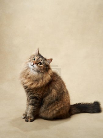 A majestic fluffy tabby cat sits gracefully, gazing upwards with keen interest. Pet in studio 
