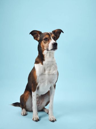 a mixed-breed dog sits elegantly against a tranquil blue background, exuding a sense of calm intelligence