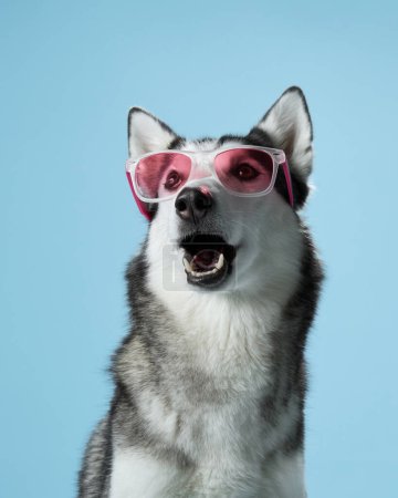 A Siberian Husky dog with striking blue eyes dons pink sunglasses in a studio setting, exuding a playful charm
