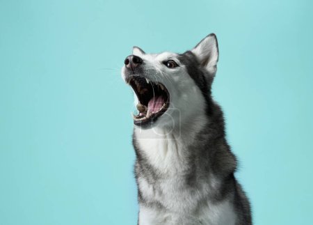 A Siberian Husky dog, mouth agape and eyes alight, catches a treat against a soft blue sky-like background. The snapshot captures the dog eager anticipation and joyful expression mid-action