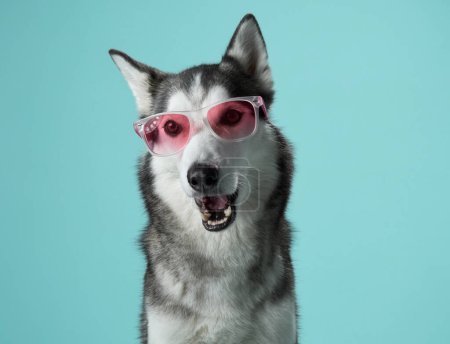 A Siberian Husky dog with striking blue eyes dons pink sunglasses in a studio setting, exuding a playful charm