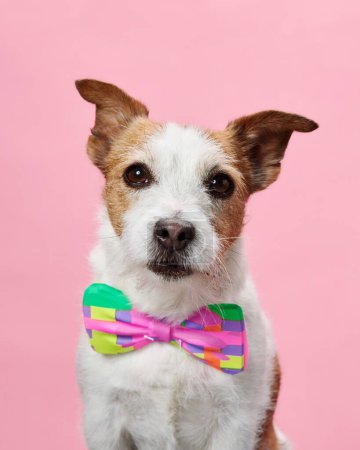 A dapper Jack Russell Terrier in a vivid bow tie, against a soft pink studio background. Its expression is attentive and poised, highlighting its affable personality
