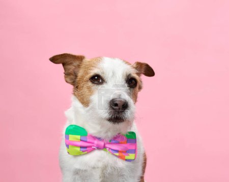 A dapper Jack Russell Terrier in a vivid bow tie, against a soft pink studio background. Its expression is attentive and poised, highlighting its affable personality
