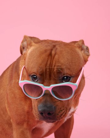 Photo for A cheerful Staffordshire Bull Terrier sports a pair of colorful turquoise glasses, grinning joyfully against a soft pink backdrop - Royalty Free Image