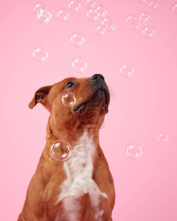 Photo for A joyful Staffordshire Bull Terrier is caught in a playful moment, gazing upward at floating bubbles against a soft pink background - Royalty Free Image