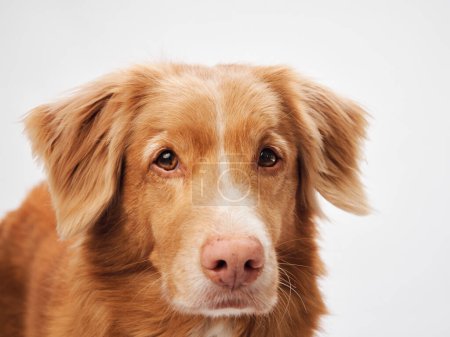 Nova scotia Duck Tolling Retriever dog with a soulful gaze, A warm-hued coat stands out in the studio light