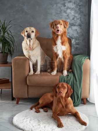Eine freundliche Gemeinschaft von vier Hunden, eine harmonische Mischung zu Hause. Labrador, Vizsla, Nova Scotia Duck Tolling Retriever und Jack Russell Terrier treffen sich in einem stilvollen Wohnbereich
