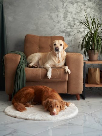 A serene yellow Labrador sits on a couch while a Nova Scotia Duck Tolling Retriever rests on the floor, both enjoying a peaceful living room.