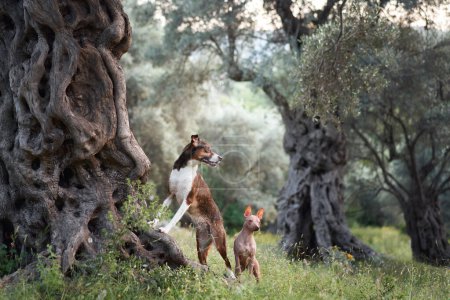 Das gegensätzliche Duo, eines rau und eines glatt, steht beispielhaft für die Vielfalt der Hundefreundschaft in der Natur