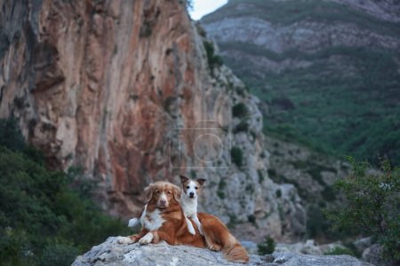  Nova Scotia Duck Tolling Retriever and a Jack Russell Terrier sit side by side on a rocky outcrop, with a rugged cliff and lush valleys as a backdrop