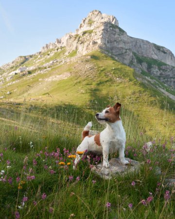 Jack Russell Terrier steht in einem blühenden Bergfeld, ein lebhafter Wächter inmitten der Natur. Der wachsame Hund verschmilzt mit der wilden, lebendigen Flora unter den Berggipfeln