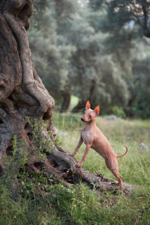 American Hairless Terrier stands attentively, ears perked in an olive orchard. The smooth-skinned dog poses with playful grace among the twisted trees