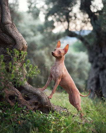 American Hairless Terrier está de pie con atención, las orejas animadas en un olivar. El perro de piel suave posa con gracia juguetona entre los árboles retorcidos