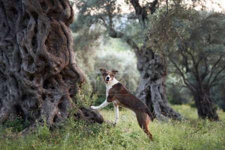 Dog in an olive grove stands watchful at dusk. The hounds poised stance contrasts with the wild, twisted olive trees in the soft evening light