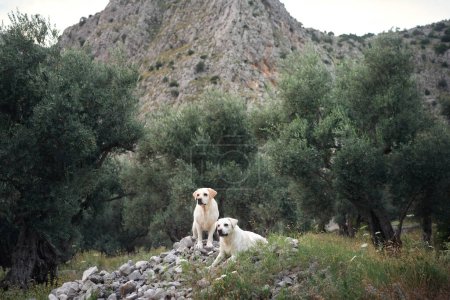 Dos perros Labrador Retrievers disfrutan de un sendero escarpado de montaña, compañeros en aventura.