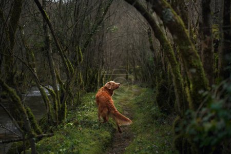 Toller sur un sentier mousseux, sens engagé dans la forêt. Le chien s'arrête attentivement sur le chemin, entouré par les arbres luxuriants et couverts de mousse des bois
