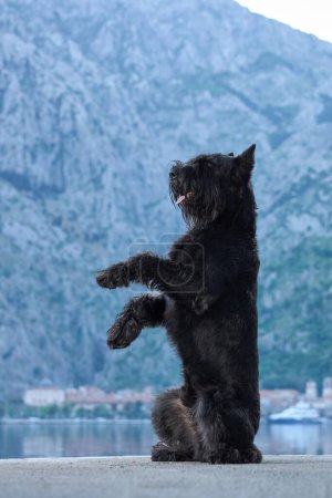 Un chien Schnauzer noir énergique se tient sur ses pattes arrière dans un décor de montagne dramatique, une image d'excitation et d'impatience
