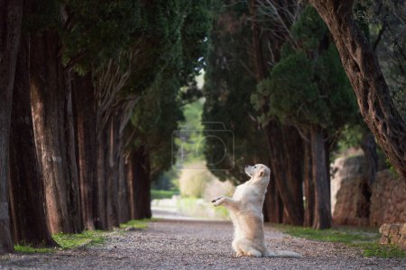 A cream-colored Golden Retriever dog stands on hind legs, poised in a lush tree-lined alley
