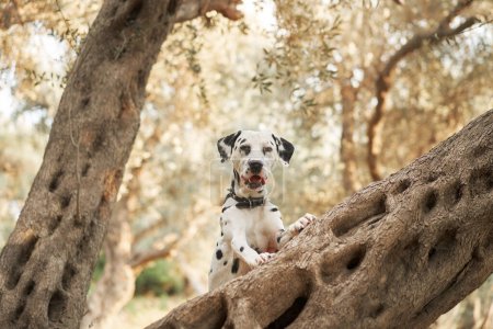 A Dalmatian dog rests on an olive tree, blending playfulness with natures calm