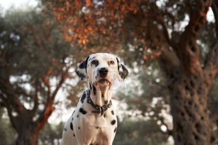 A poised Dalmatian sits attentively in an olive grove, its distinctive spots highlighted by the warm glow of sunset