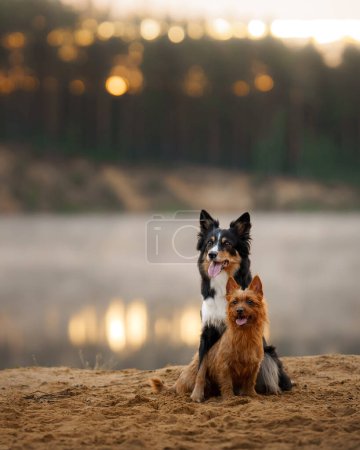 Ein Border Collie und ein Australian Terrier Hunde sitzen zusammen, den Blick starr auf einen entfernten Punkt gerichtet, inmitten einer ruhigen Seekulisse