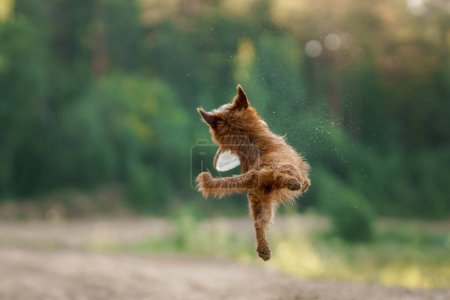 Ein australischer Terrier-Hund fängt ein Spielzeug, springt begeistert, blickt auf den Preis einer schwingenden Scheibe vor Kiefernkulisse.