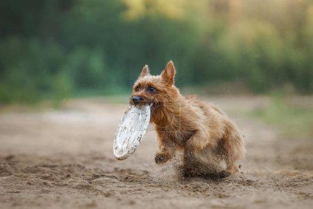 An Australian Terrier dog intently chases a toy showcasing determination and athleticism on a sandy path. This image captures the terriers intense focus and the action-packed thrill of the gam