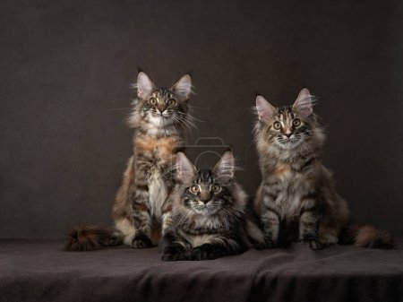 Three Maine Coon kittens with tufted ears and striped coats pose attentively, their gaze fixed off-camera against a dark backdrop. 