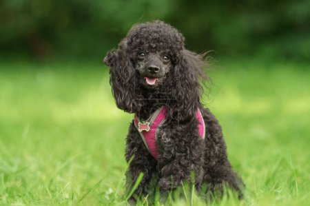 A cheerful black poodle dog in a pink harness sits on vibrant green grass, looking happy and attentive. The image exudes the joy of a well-cared-for pet enjoying a day outdoors