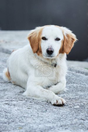  Ein ruhiger weißer Hund mit braunen Markierungen liegt auf einer strukturierten Oberfläche und blickt gelassen nach vorn.