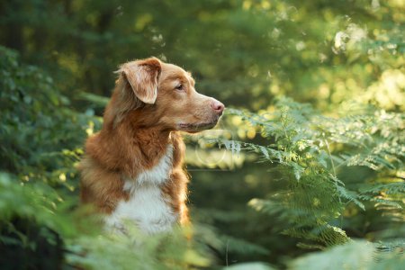 Nova Scotia Duck Tolling Retriever dog looks attentively to the side, surrounded by lush green fern in a forest. 