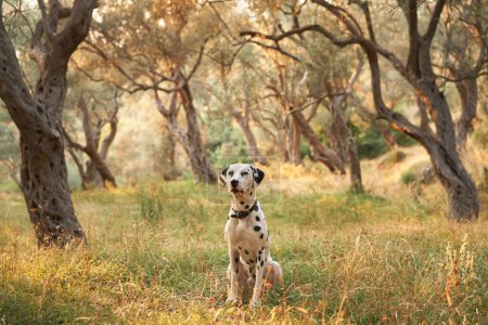 Zwischen den knorrigen Olivenbäumen sitzt ein dalmatinischer Hund, dessen markante Flecken einen starken Kontrast zum warmen, fleckigen Licht des Hains bilden