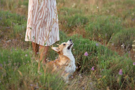 Ein walisischer Corgi-Hund blickt anbetend zu einer Person in einem gemusterten Kleid auf, umgeben von einer natürlichen Wiese.