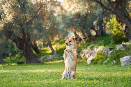 A Shiba Inu dog sits up on its hind legs in a lush green meadow, playfully raising its paws as if in mid-performance