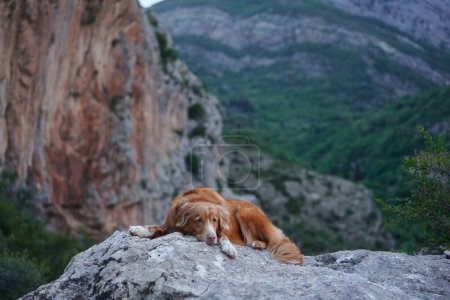 A Nova Scotia Duck Tolling Retriever dog lounges on a stone, overlooking a vast valley with towering cliffs in the background. 