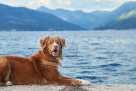 A Nova Scotia Duck Tolling Retriever dog lies on a stone ledge by the sea with mountains in the background