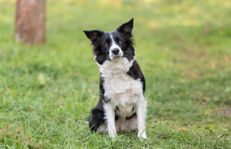 Adorable Border collie dog in the green