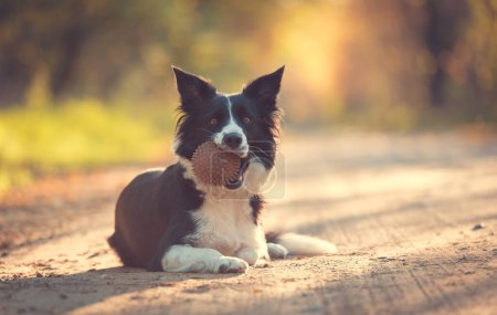 Foto de Frontera collie perro descansando en otoño parque y jugar con una pelota. - Imagen libre de derechos