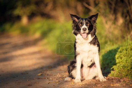 Foto de Adorable Border collie perro en el verde - Imagen libre de derechos
