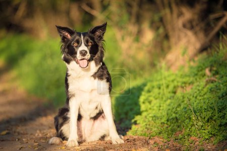 Foto de Adorable Border collie perro en el verde - Imagen libre de derechos