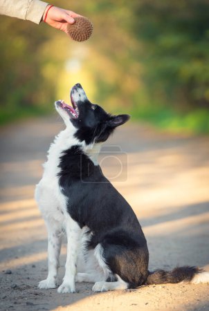 Foto de Frontera collie perro entrenamiento con una pelota en la naturaleza - Imagen libre de derechos