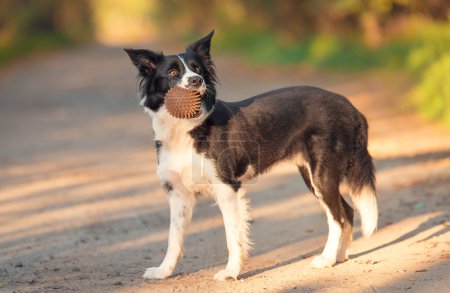 Foto de Frontera collie perro en la naturaleza con bola en su boca - Imagen libre de derechos
